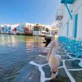 Mykonos on foot – A Culinary Experience  4